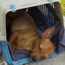 Camona Perro Dormido Meme Template