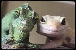 2 lizards looks kind like parents Meme Template