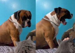 laughing dog serious cat Meme Template