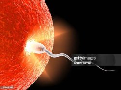 Sperm and egg Meme Template