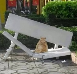 cat on broken bench Meme Template