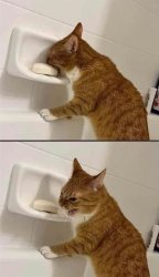 Cat eating soap Meme Template