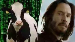 cow matrix Meme Template