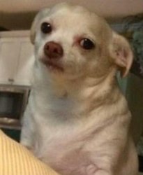 Betrayal dog Meme Template