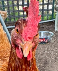 chicken face Meme Template
