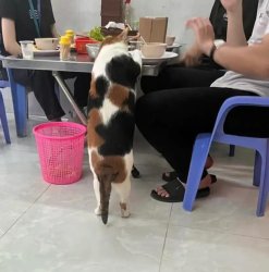 Kitty wants a bite Meme Template