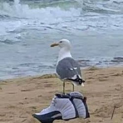 Ballin. But At What Cost? Meme Template