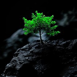 Picture trees Meme Template