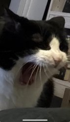 Angry yell Meme Template