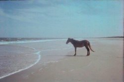 Horse on a beach Meme Template