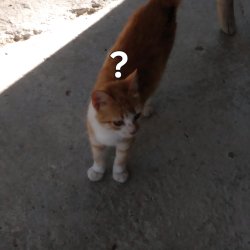 Gato confundido Meme Template