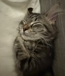 Snuggly Kitten Meme Template