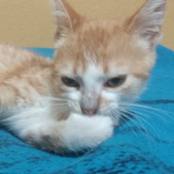 Chetos gato venganza Meme Template