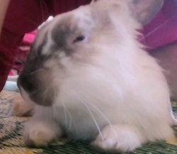 Side-eye bunny Meme Template