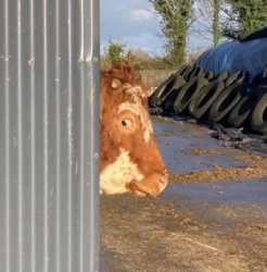 Confused cow Meme Template