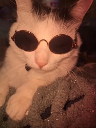 Cat in shades Meme Template