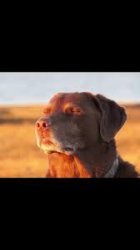 Dog reflecting Meme Template