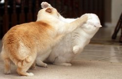 Cats fighting Meme Template