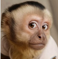 Rude little monkey Meme Template