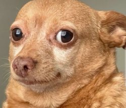 Chihuahua Meme Template
