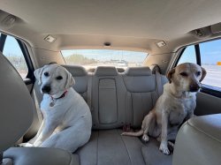 two dogs in timeout Meme Template