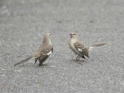 Birds Arguing Meme Template