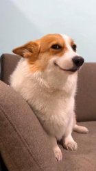 Sly smiling corgi Meme Template
