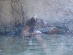 Pensive Bear Meme Template