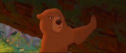 I don't like bears Meme Template