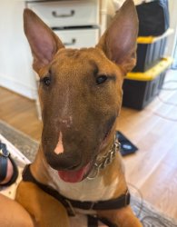 Bull Terrier pup Meme Template