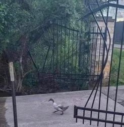 Duck you Meme Template