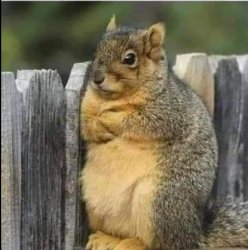 angry squirrel Meme Template