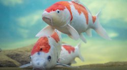 Koi pair closeup Meme Template