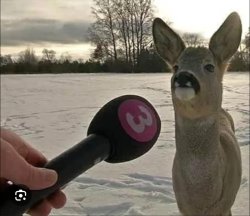 Stupid deer Meme Template