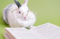 Smart rabbit Meme Template