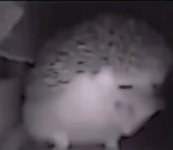 talking Meme Template