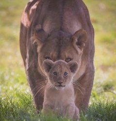 mountain lion mother and cub Meme Template