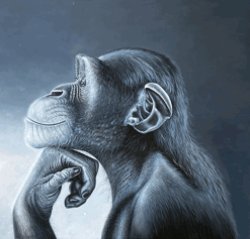 Monkey Ragebait Meme Template