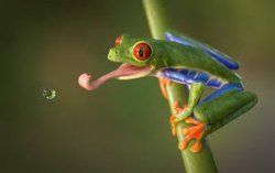 thirsty frog Meme Template
