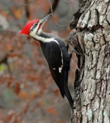 Woodpecker Meme Template