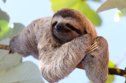 sloth on branch Meme Template