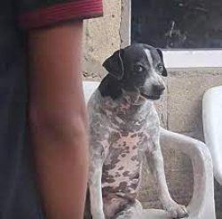 Perrito enojado Meme Template