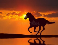 horse in the sunset Meme Template