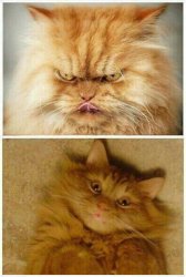 Before and After cat Meme Template