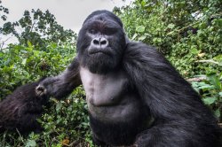 gorilla punch Meme Template