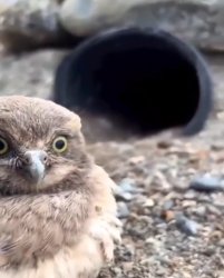 owl burrow Meme Template