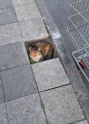 If I fits I sits tits cat street Meme Template