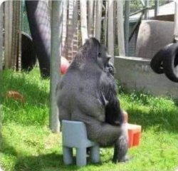 Gorilla Meme Template