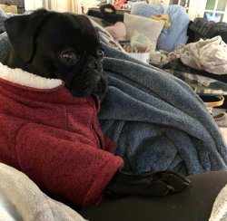 When the pugs hit Meme Template