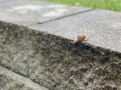 Snail on ledge Meme Template